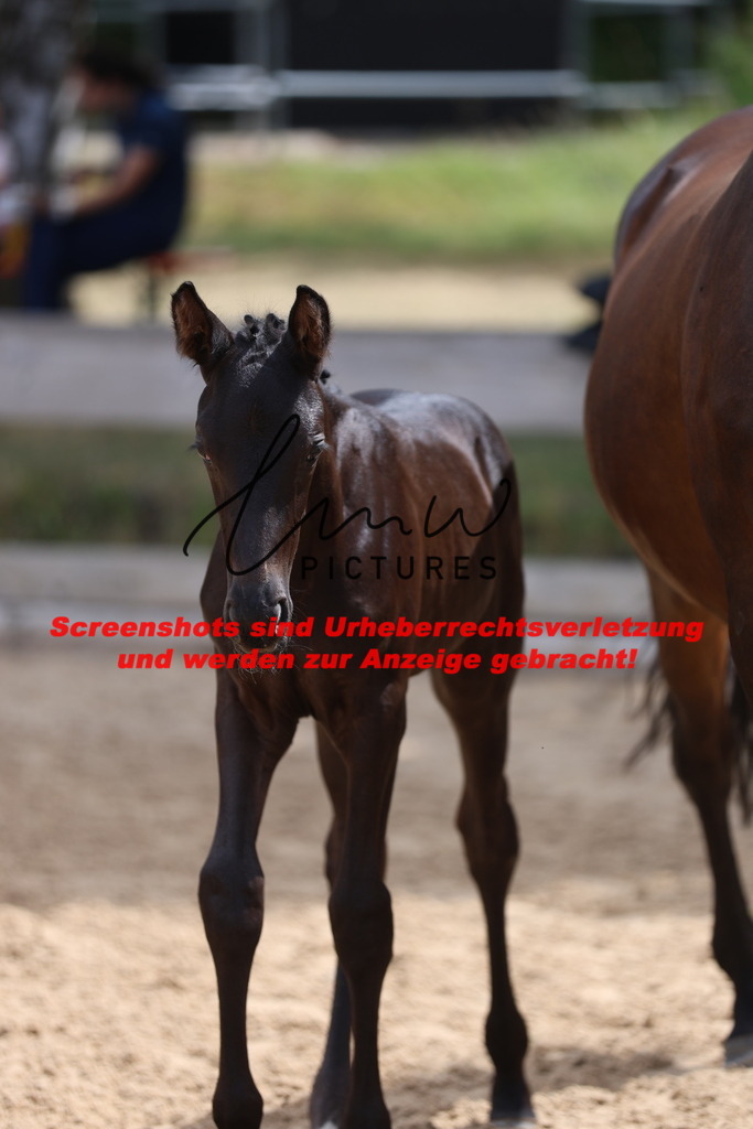 Fohlenschau_Schwäbisch_Hall_dressurbetonte_Fohlen_KN 52_13 | lmwpictures - Realisiert mit Pictrs.com