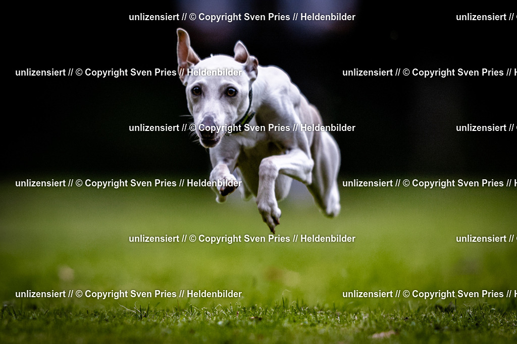 Sven Pries | 2025-10-03 - Hunderennen Obergrombach - Realisiert mit Pictrs.com