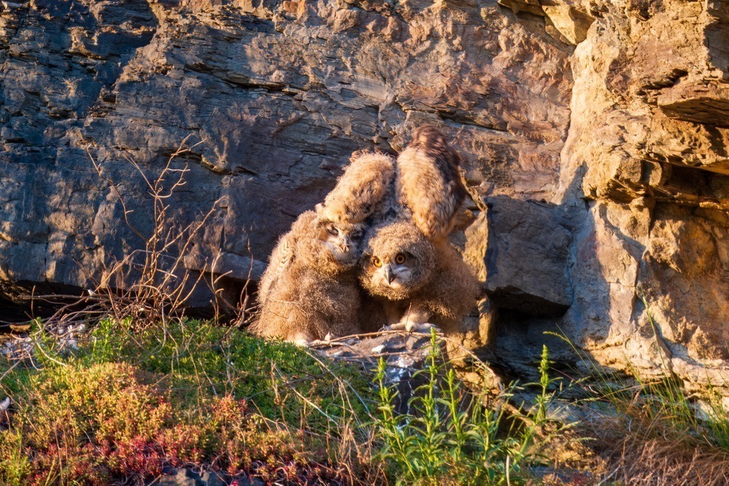 Junge Uhus | Geschwisterliebe - Realisiert mit Pictrs.com