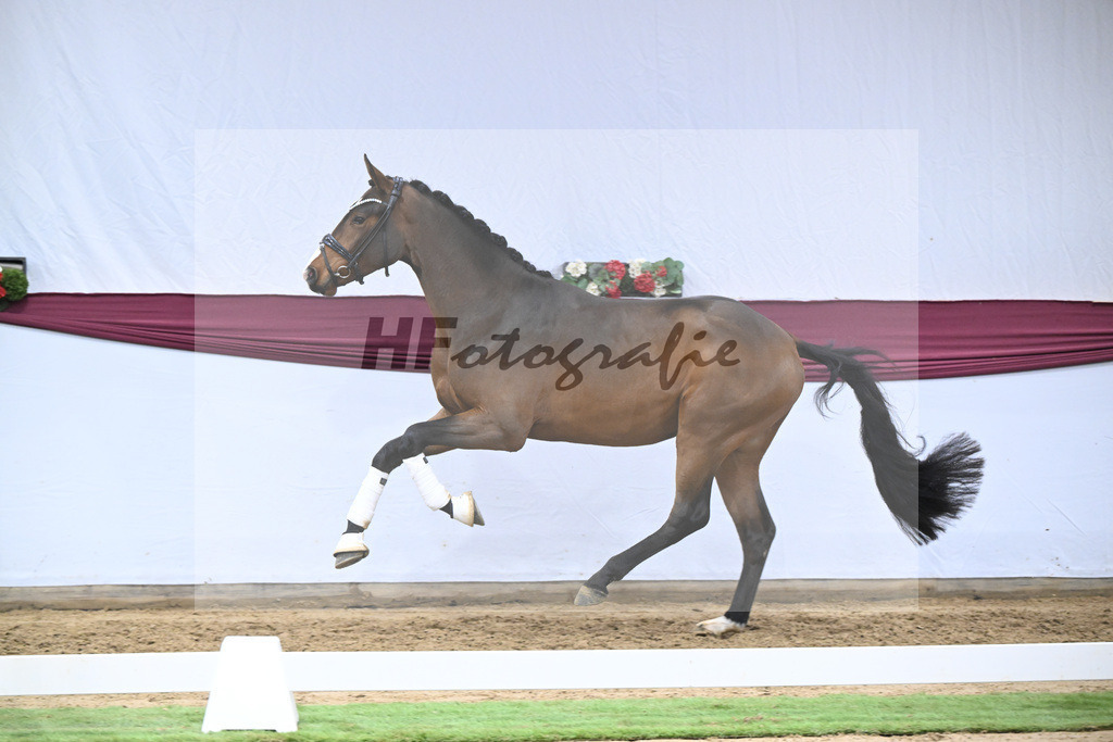 Kat-Nr. 136 Va Bene x Topas_Dr. Dieter Schuele_47254700 | hf-fotografie - Realisiert mit Pictrs.com