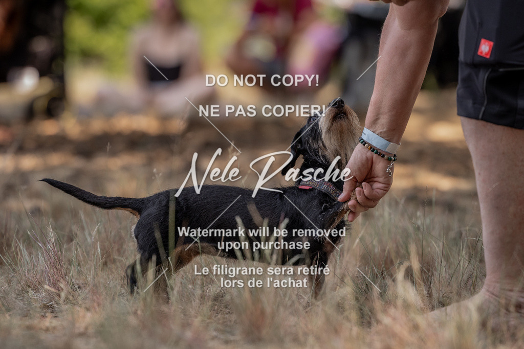 nelerasche_soDD2_23 | nelerasche