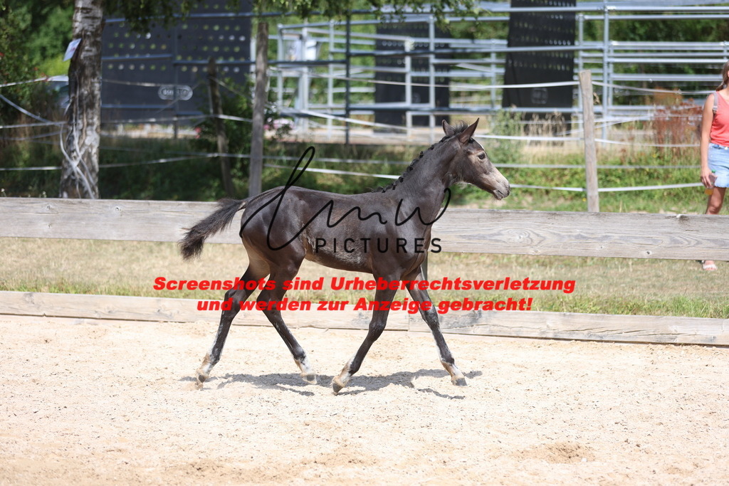 Fohlenschau_Schwäbisch_Hall_Ponys_KN 48_9 | lmwpictures - Realisiert mit Pictrs.com