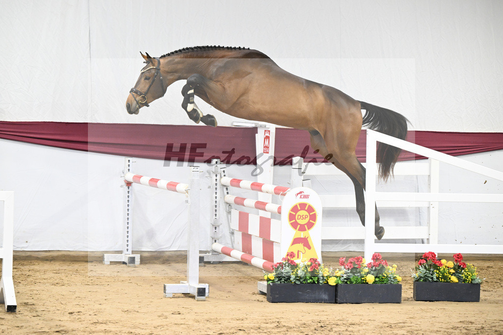 Kat-Nr. 8 Verdi x Sterntaenzer_ZG Sautter_47250142 | hf-fotografie - Realisiert mit Pictrs.com