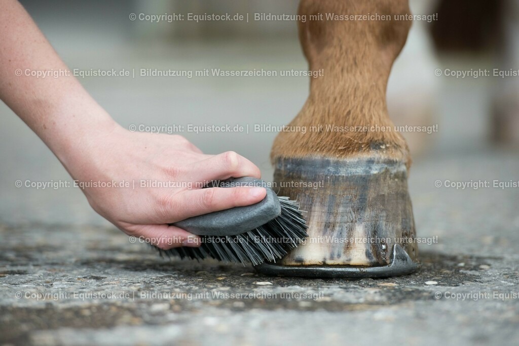 20160626_Hufe_Waschen_0006-2 | Foto: Thomas Hartig
