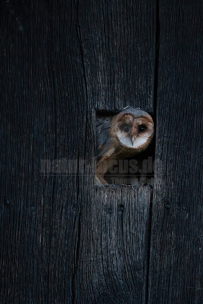 R6NF1153_20240622 | Die Schleiereule ist eine Vogelart aus der Ordnung der Eulen und der Familie der Schleiereulen. Die Schleiereule ist eine sehr helle, langbeinige Eule, die keine Federohren aufweist. Zu ihren auffälligsten Erkennungsmerkmalen gehören das herzförmige Gesicht sowie die verhältnismäßig kleinen, schwarzen Augen. - Realisiert mit Pictrs.com