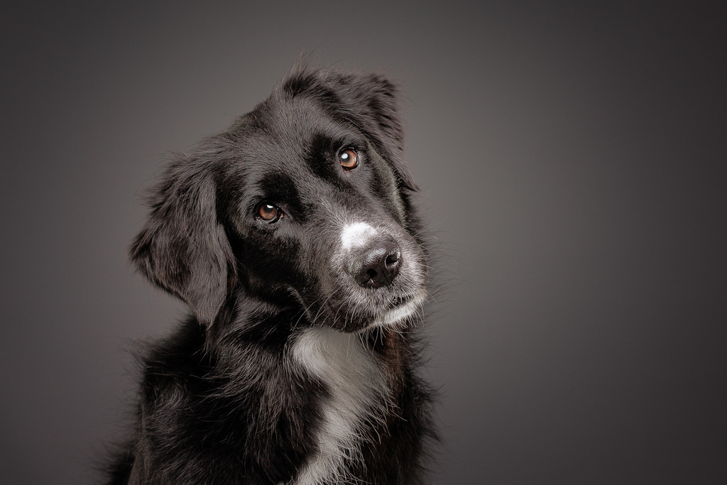 Hundefotografie im Professionellen Heimstudio | Hundefotografie mit professioneller Blitzanlage 