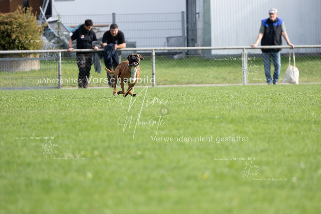 _16A5396 | Einzigartige Fotos von Hunden & Menschen –Actionfotos, Portraits, Vereinsaufnahmen & Paarshootings – authentisch, lebendig & mit Herz.