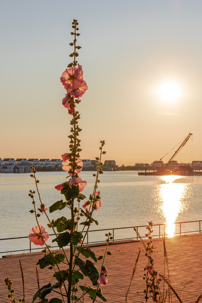 Wandbild: Sonnenaufgang in Olpenitz | Dieses Wandbild im Hochformat zeigt einen schönen Sonnenaufgang in Olpenitz im Sommer. Im Vordergrund ist eine blühende Stockrose zu sehen. Im Hintergrund befindet sich die morgendliche Sonne. Von der Promenade aus ist eine schöne Sonnenreflexion auf dem Wasser zu sehen. Der morgendliche Himmel ist noch leicht rötlich und wolkenlos.  - Realisiert mit Pictrs.com