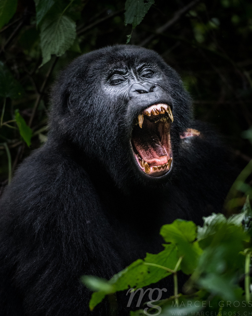 yawning gorilla in Bwindi Impenetrable National Park, Uganda | yawning gorilla in Bwindi Impenetrable National Park, Uganda. their teeth show the real strength of a male gorilla despite being strict vegetarian - Realisiert mit Pictrs.com