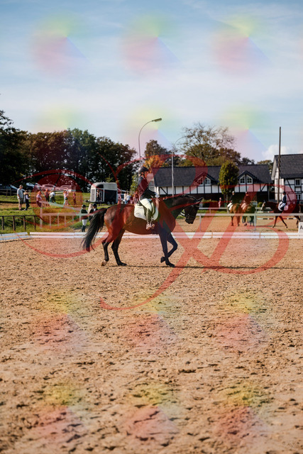 2026_10_03_Siefer-Hof_133510_Z63_94363660 | Professionelle Reitsport-, Turnier- und Eventfotografie von Robert Broda. Galerien mit ausgewählten und bearbeiteten Bildern direkt online ansehen und bestellen.