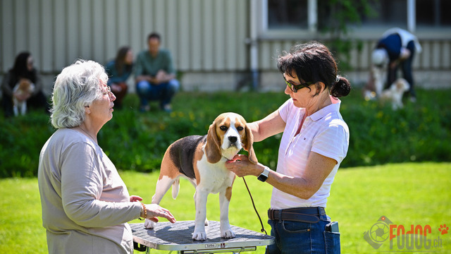 Beagle Club Schweiz  | Beagle Club Schweiz, 45 Jahre in Menziken 2025 Foto: Leo Wyden