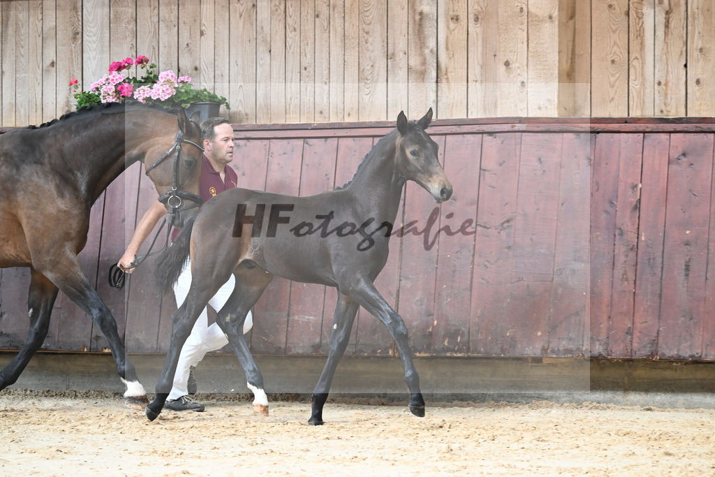 Kat-Nr. 12 HF Escaneno_Albert_26230128 | hf-fotografie - Realizzato con Pictrs.com