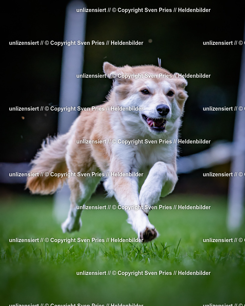 Sven Pries | 2024-10-19 - Hunderennen Ober-Grombach - Realisiert mit Pictrs.com