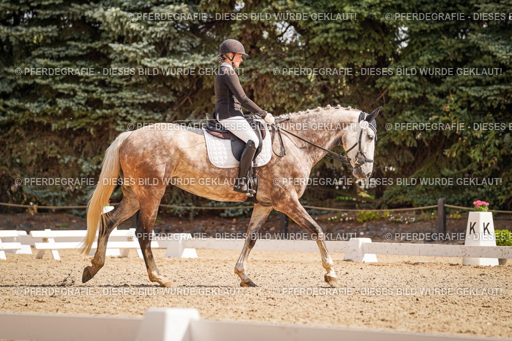 DSC01075 | Pferdegrafie