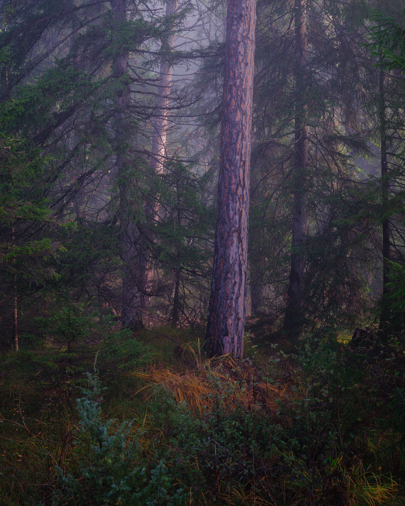 SilvanoPedrett_preview_Baum-36 | silvanopedrett - Realisiert mit Pictrs.com
