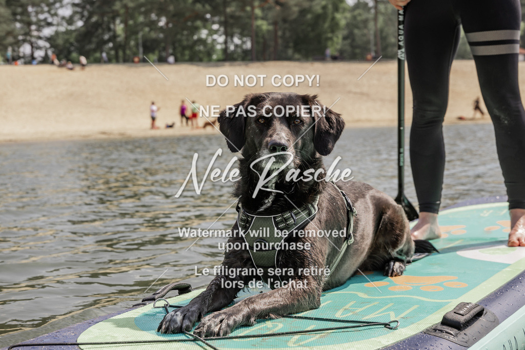 BUHU_SUP_623 | nelerasche
