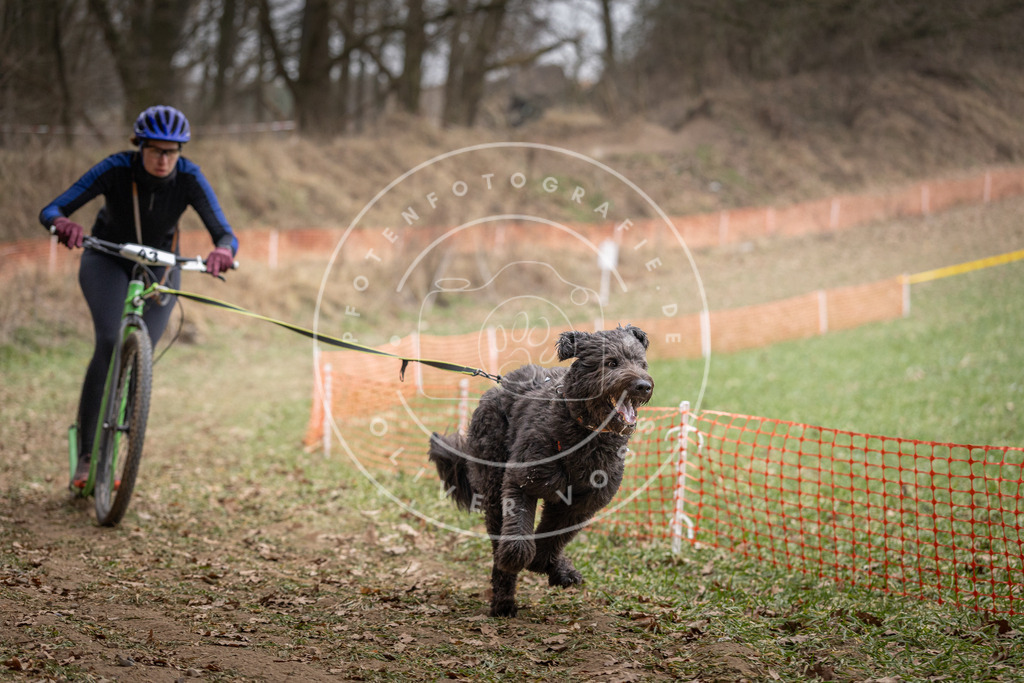 Pfotenfotografie_DV3A6602 | Hundefotografie, Tierfotograf, Pfotenfotografie, Fotoshooting Hund, Hunde Portrait, Hundesport, Hundeportraits, Heideshooting, Hunde, Sportfotograf, Hundefotograf, Turnierhundsport, THS,  - Realisiert mit Pictrs.com