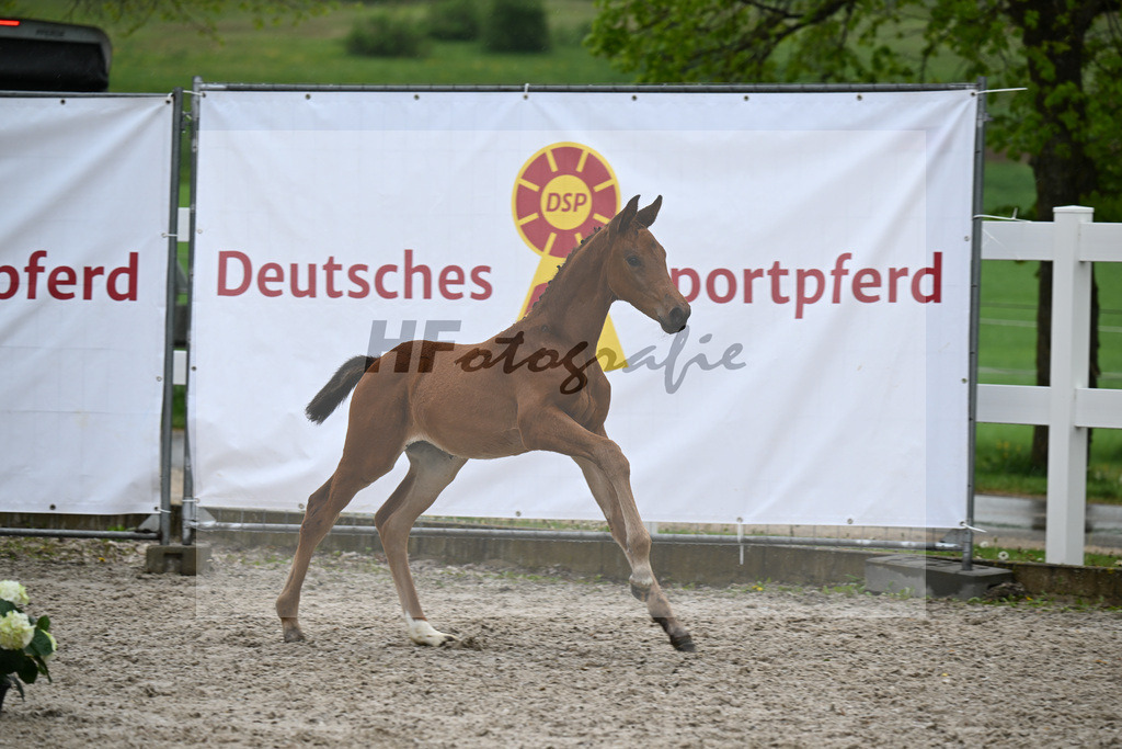 Kat-Nr. 41 SF Comanchero x Zinedream_Wanner_23261430 | hf-fotografie - Realisiert mit Pictrs.com