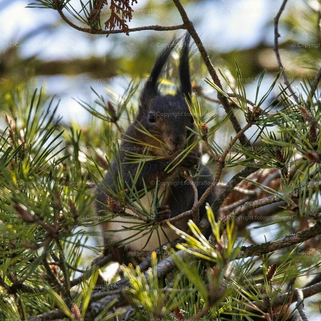 IMG_0413-LU2 | fotografie-graf - Realisiert mit Pictrs.com