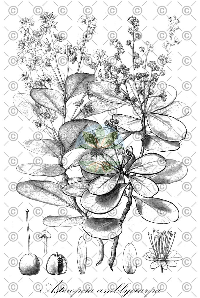 HistAbb_wfo-0000552795_1_ENZY_Simple | Historische Abbildung von Asteropeia amblyocarpa - Asteropeiaceae | Historical Illustration of Asteropeia amblyocarpa - Asteropeiaceae