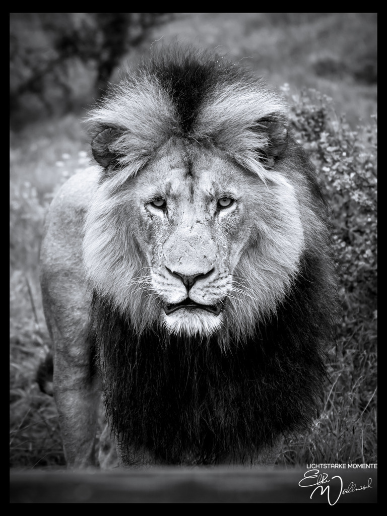 20231010-082140 SOUTHAFRIKA_-2 | Herzlich willkommen auf meiner Seite! Ich bin Elke Wallnisch, Deine Fotografin für lichtstarke Momente. Der Name steht für alles, was mich mit der Fotografie verbindet: Das Licht und seine machtvolle Wirkung auf eine Situation oder unsere Stimmung - Realisiert mit Pictrs.com