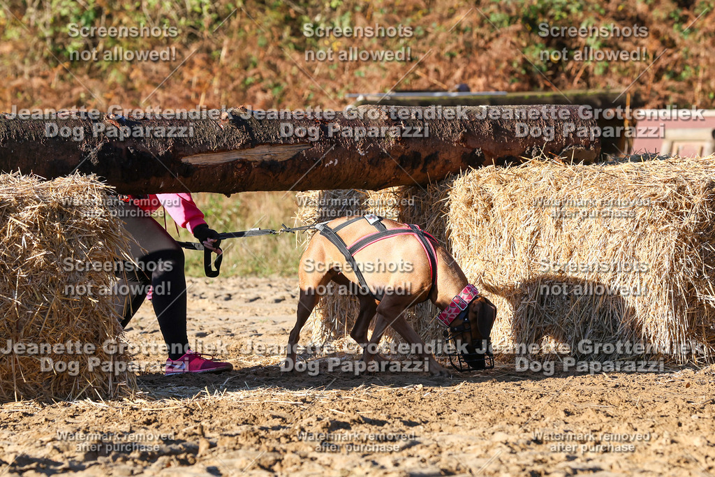 Dog Paparazzi - Strongdog 10-25-1283 | Dog Paparazzi Jeanette Grottendiek Fotografie & Videografie - Realisiert mit Pictrs.com