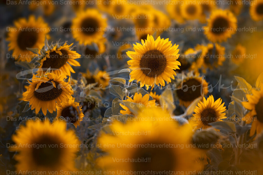 Field Of Gold | Exklusive Naturfotografie für stilvolle Wanddekoration ★ Premium Wandbilder Made in Germany ✔️ FineArt Drucke & Downloads ✔️ Brillante Farben, höchste Qualität & weltweiter Versand ✔️ - Realisiert mit Pictrs.com