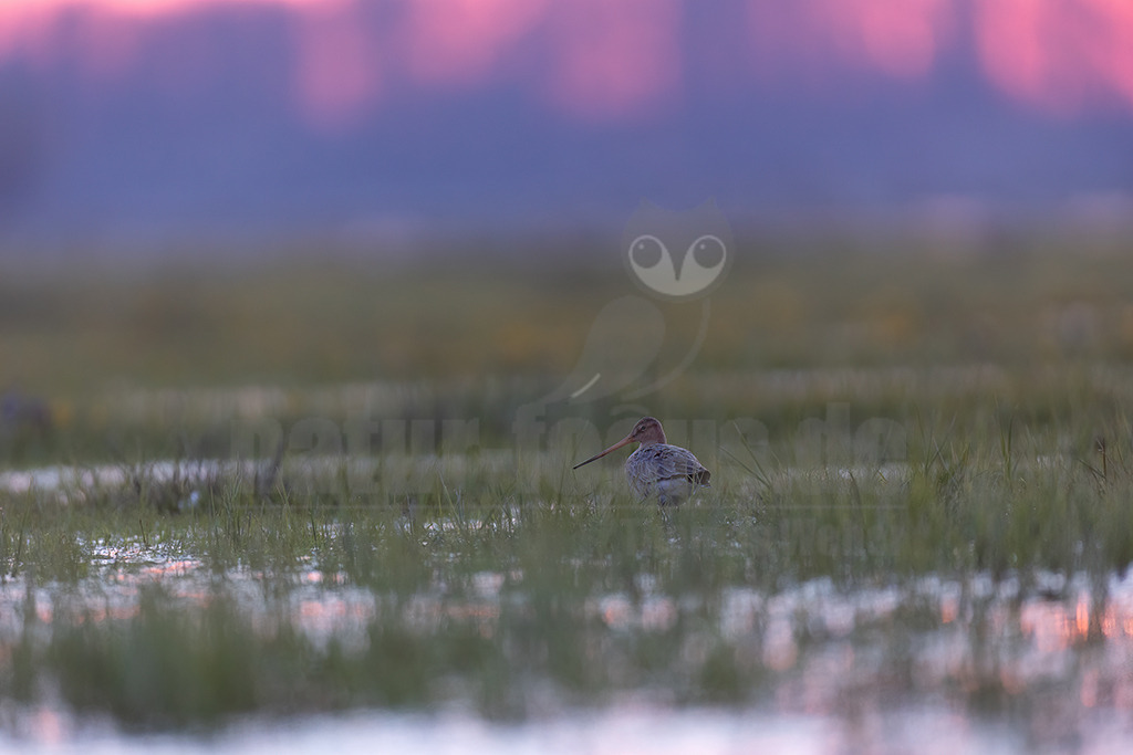 20220412062559 | 
Die Uferschnepfe (Limosa limosa), im Plattdeutschen auch als Greta bezeichnet, ist eine Vogelart aus der Familie der Schnepfenvögel (Scolopacidae). Uferschnepfen sind Langstreckenzieher und brüten vorwiegend auf Feuchtwiesen. Die Art steht sowohl international auf der Vorwarnliste («potenziell gefährdet») der Roten Liste gefährdeter Arten als auch auf der Roten Liste der Brutvögel Deutschlands. - Realisiert mit Pictrs.com