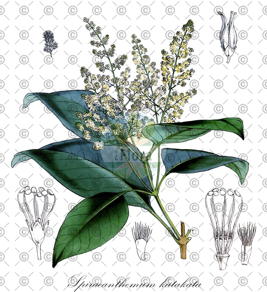 HistAbb_wfo-0001190410_2_ENZY_Simple | Historische Abbildung von Spiraeanthemum katakata - Cunoniaceae | Historical Illustration of Spiraeanthemum katakata - Cunoniaceae