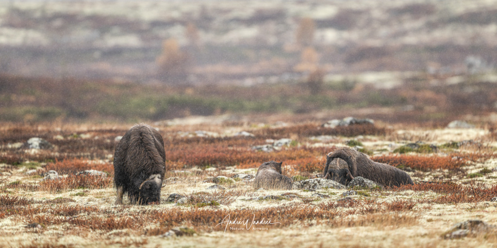 Stille Gefährten | Andre Wandrei - Nature Artworx - Realisiert mit Pictrs.com