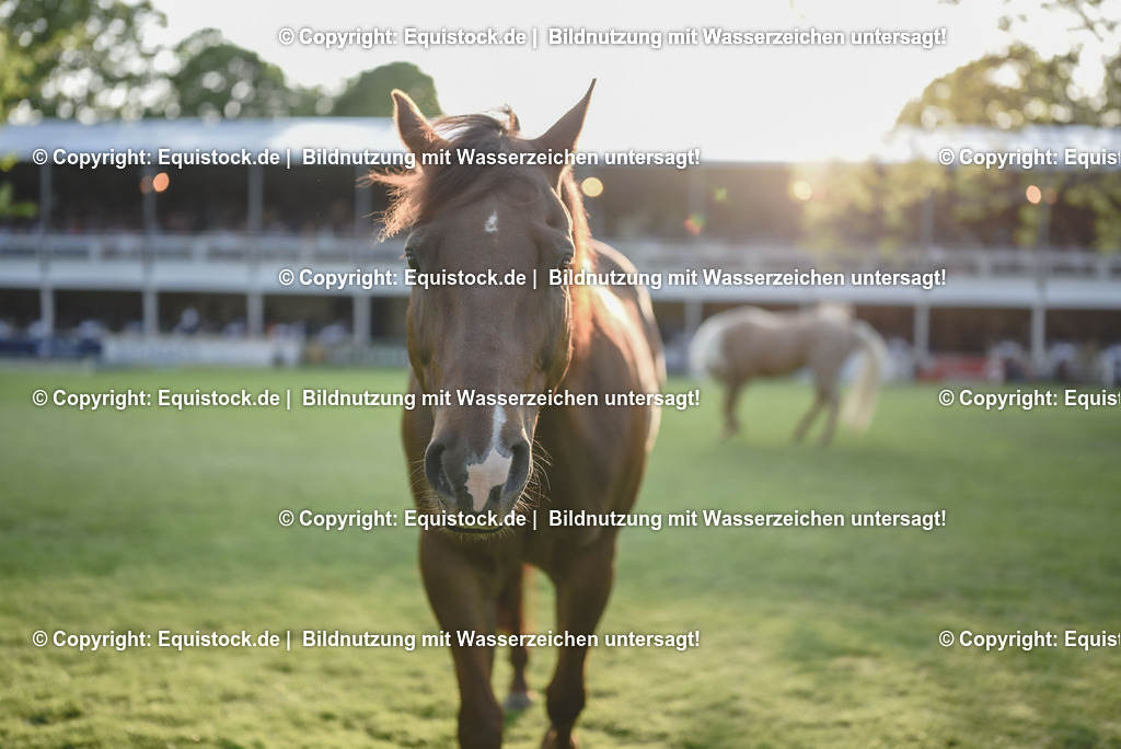 20230526_Impressionen_0340 | equistock