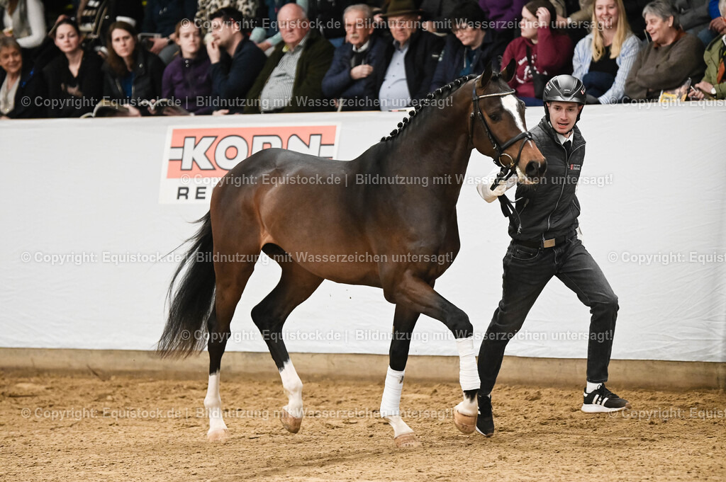 20260307_Hengstvorstellung-Marbach_0090 | equistock