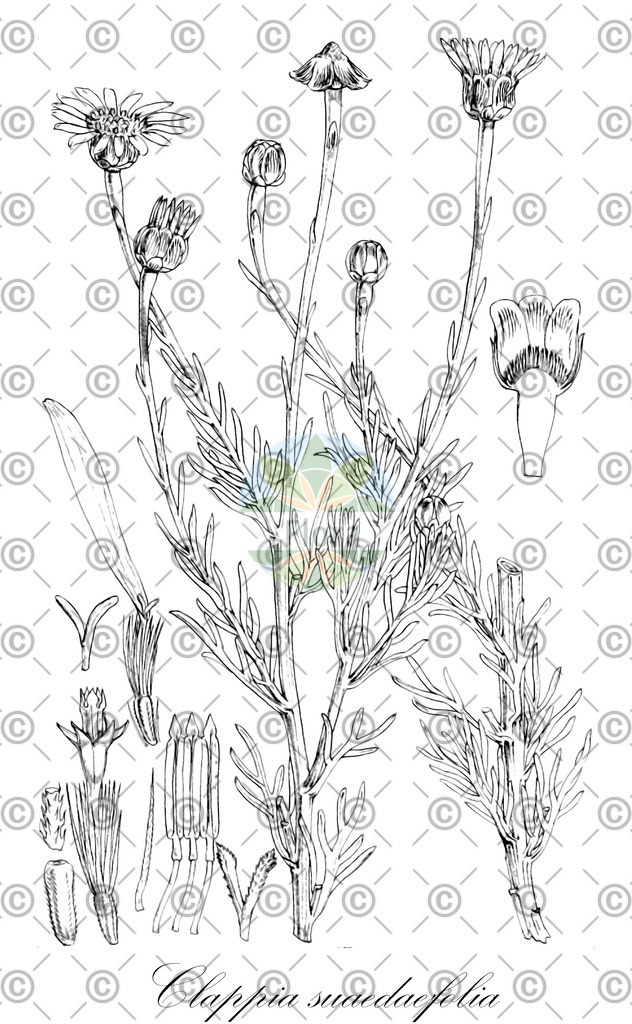HistAbb_EMP_72369_4_FloraD_Simple | Historische Abbildung von Clappia suaedaefolia - | Historical Illustration of Clappia suaedaefolia - 