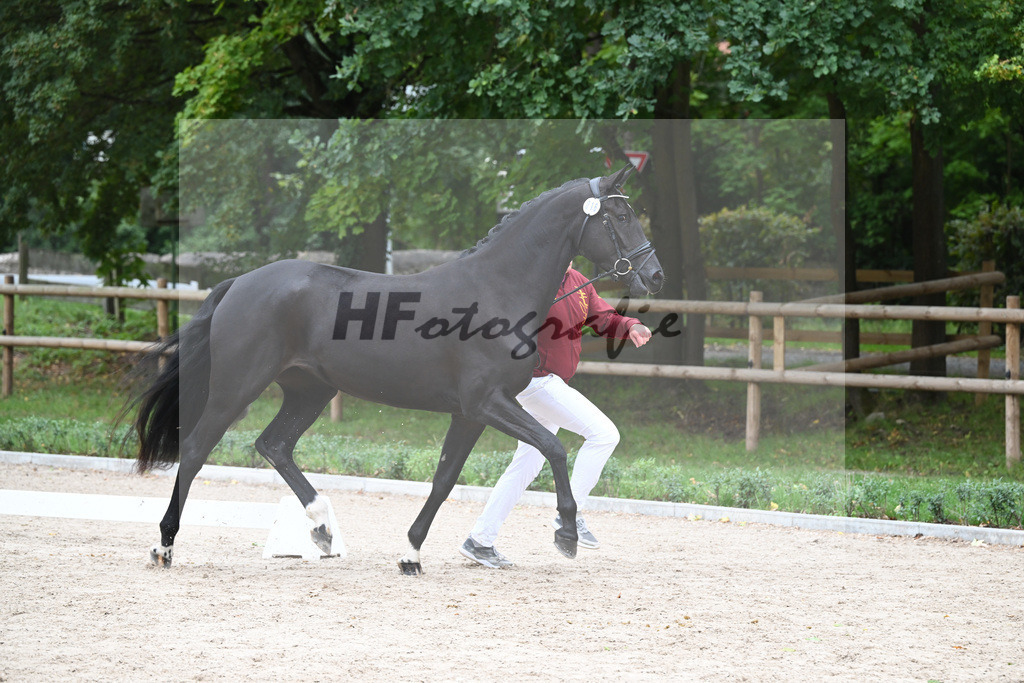 Kat-Nr. 16 Pacifica GE_Societe Hippique et dElevage S.A._49221227 | hf-fotografie - Realizzato con Pictrs.com