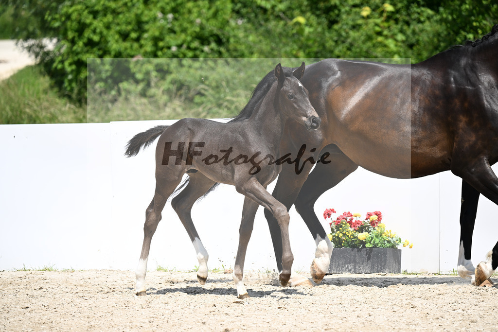 Lindenberg x Florenz_HF_Gaessler_13250989 | hf-fotografie - Realizzato con Pictrs.com