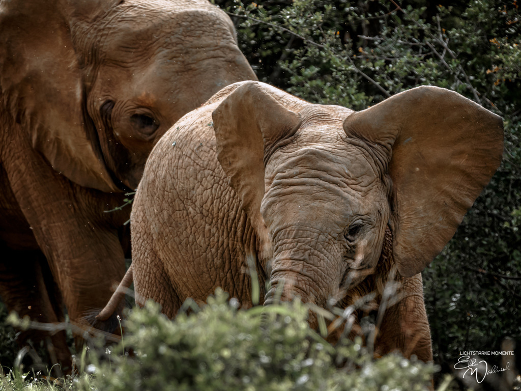 20231011-072851 SOUTHAFRIKA_-1 | Herzlich willkommen auf meiner Seite! Ich bin Elke Wallnisch, Deine Fotografin für lichtstarke Momente. Der Name steht für alles, was mich mit der Fotografie verbindet: Das Licht und seine machtvolle Wirkung auf eine Situation oder unsere Stimmung - Realisiert mit Pictrs.com