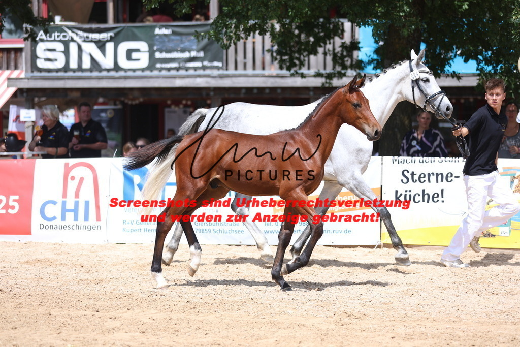 Fohlenschau_Schwäbisch_Hall_springbetonte_Fohlen_KN 24_6 | lmwpictures - Realisiert mit Pictrs.com