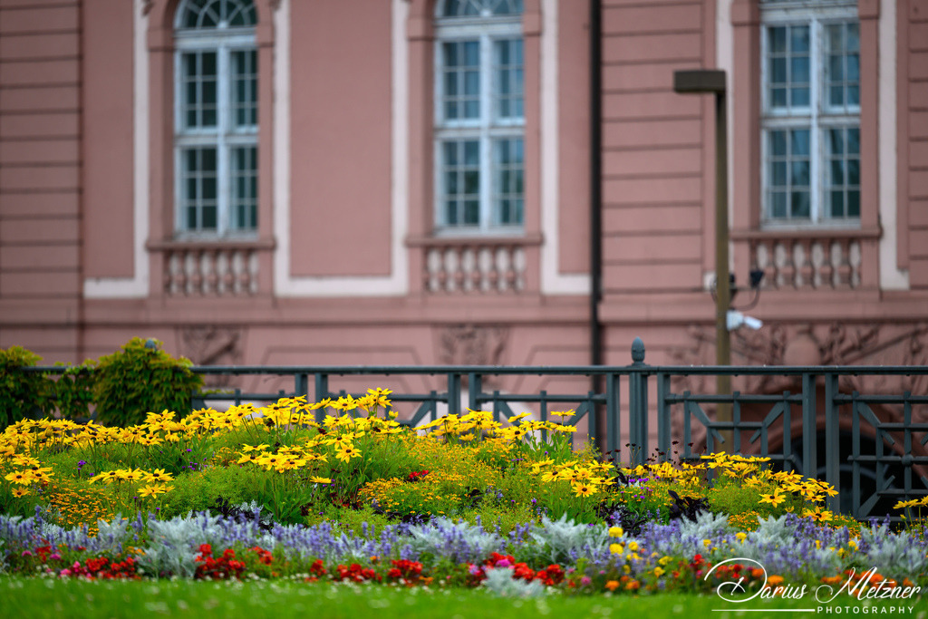 DSC_9037 | Fotografien, Fotos und Bilder aus Mainz, Frankfurt, Wiesbaden und anderen Orten auf der Welt - Fotografiert von Darius Metzner