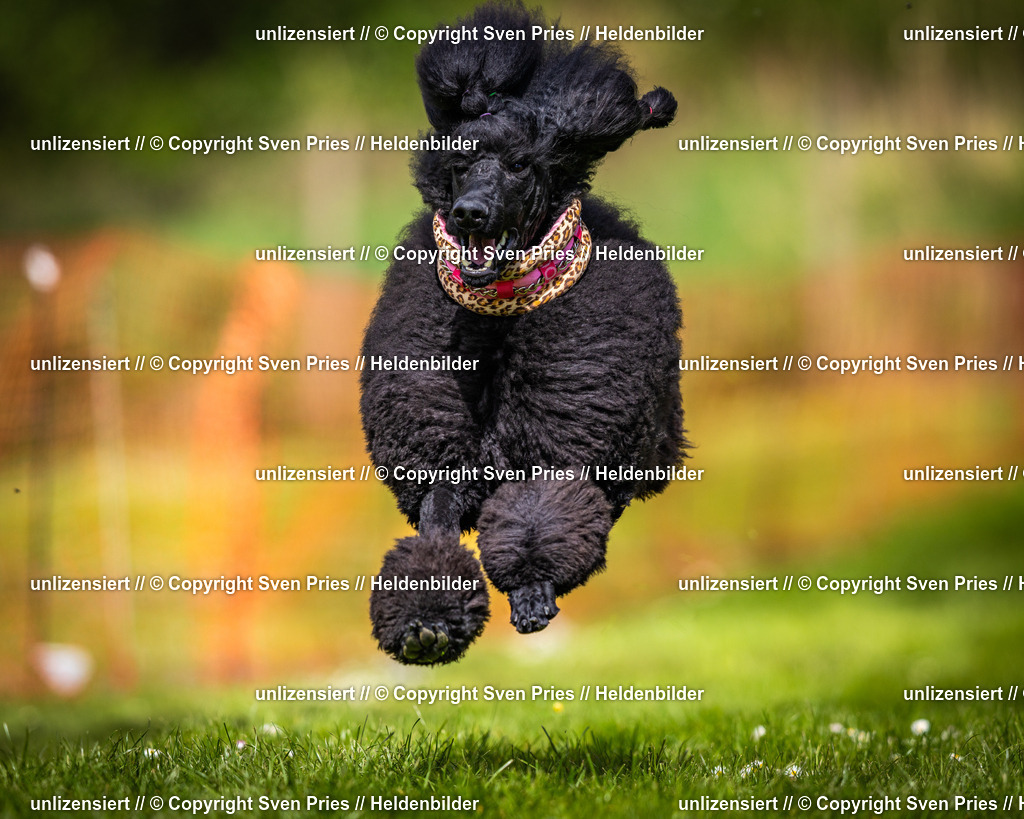 Sven Pries | 2025-04-13 - Hunderennen Baden-Baden - Realisiert mit Pictrs.com