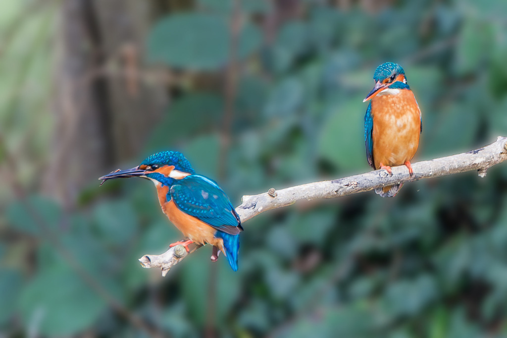 Eisvogelpaar | <div id="allefotografen-seal-verified-green"></div><script src="https://www.allefotografen.de/956728/seal-verified-green/seal.js" async="async"></script> - Realisiert mit Pictrs.com