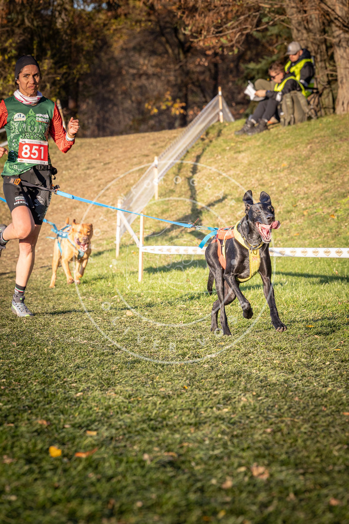CaniXpix_0L8A0788 | Hundefotografie, Tierfotograf, Pfotenfotografie, Fotoshooting Hund, Hunde Portrait, Hundesport, Hundeportraits, Heideshooting, Hunde, Sportfotograf, Hundefotograf, Turnierhundsport, THS,  - Realisiert mit Pictrs.com