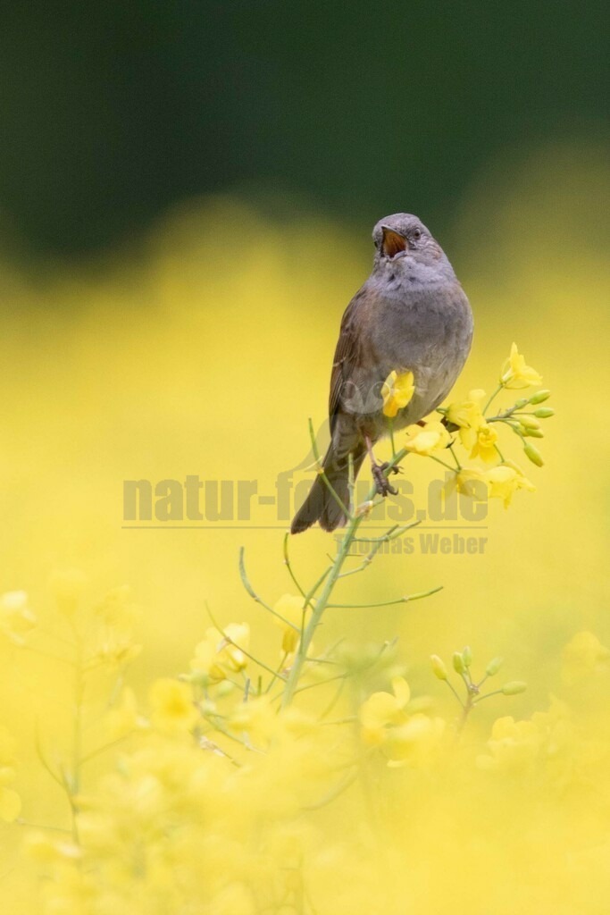 20170501070140 | Die Heckenbraunelle ist eine Vogelart aus der Gattung Braunellen, der einzigen Gattung in der gleichnamigen Familie Braunellen. Die Heckenbraunelle ist in Mitteleuropa ein weit verbreiteter und häufiger Brut- und Sommervogel, der wegen des unauffälligen Gefieders aber meist nur durch seine Lautäußerungen auffällt.  - Realisiert mit Pictrs.com