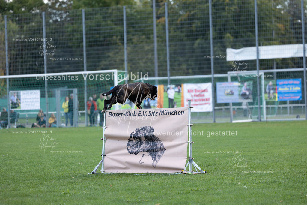 _16A5686 | Einzigartige Fotos von Hunden & Menschen –Actionfotos, Portraits, Vereinsaufnahmen & Paarshootings – authentisch, lebendig & mit Herz.