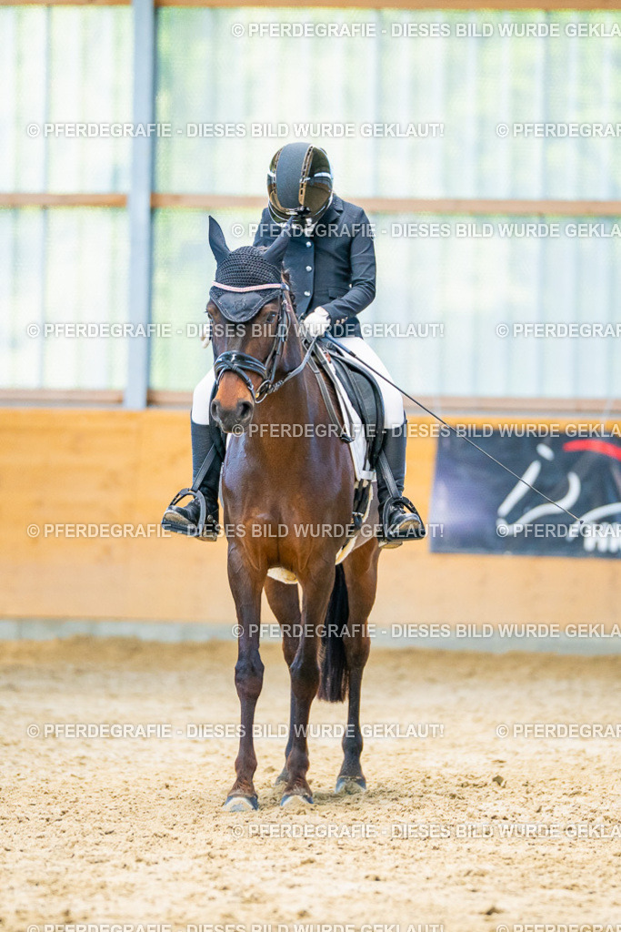 DSC07248 | Pferdegrafie