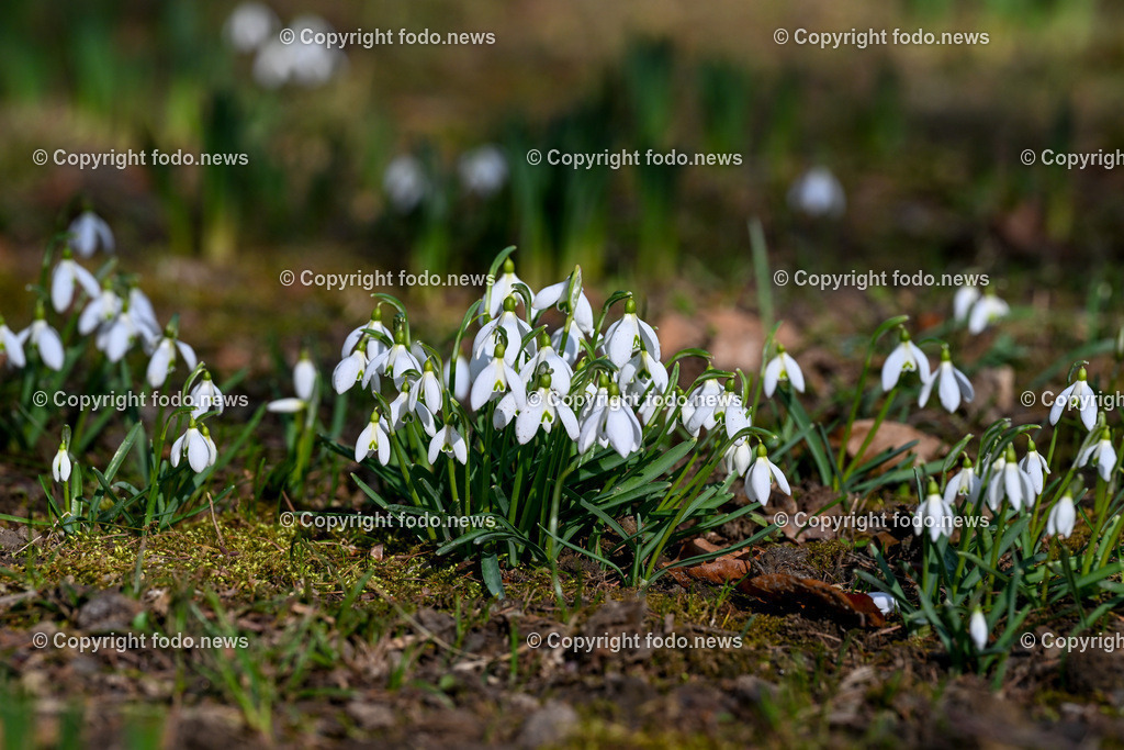Fruehling_ Blumen_ Fruelingsboten_ 05.03.2025-24 | 05.03.2025, Linz, AUT, Fruehling, Blumen, Fruehlingsboten, im Bild Frühling, Blumen, Frühlingsboten, Fruehling, Fruelingsboten, Schneeglöckerl, Schneegloeckerl, Schneeglöckchen, Schneegloeckchen,  Blütenpflanze, Vorfrühling