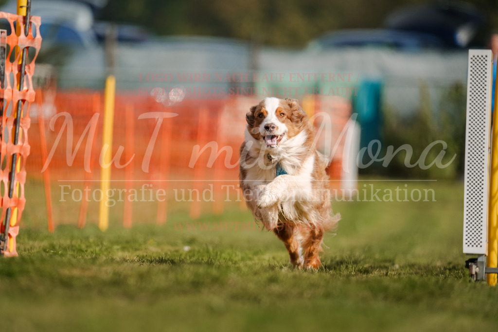 20250928_Hunderennen-191 | MuT (Mensch und Tier) mit Mona - Fotografie und Tierkommunikation - Realisiert mit Pictrs.com
