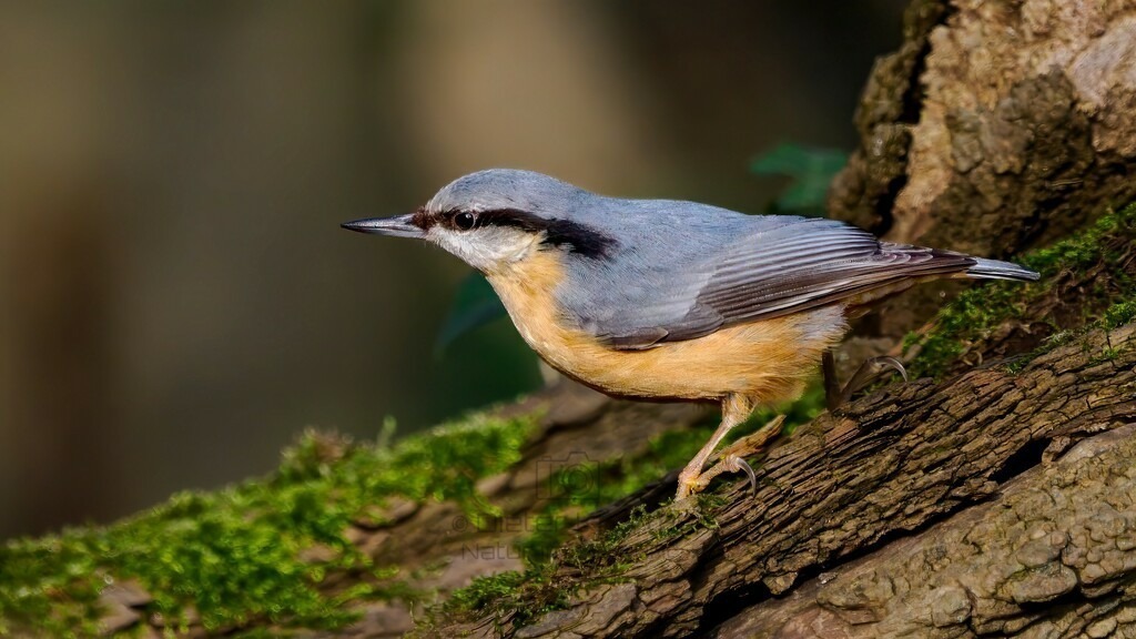 P1638154-Bearbeitet-2024-LR | Natur im Moment - Realisiert mit Pictrs.com