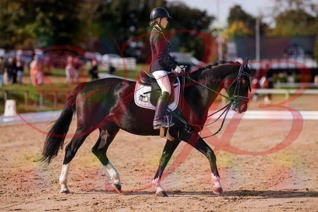 2026_10_03_Siefer-Hof_121429_Z81_16703811 | Professionelle Reitsport-, Turnier- und Eventfotografie von Robert Broda. Galerien mit ausgewählten und bearbeiteten Bildern direkt online ansehen und bestellen.
