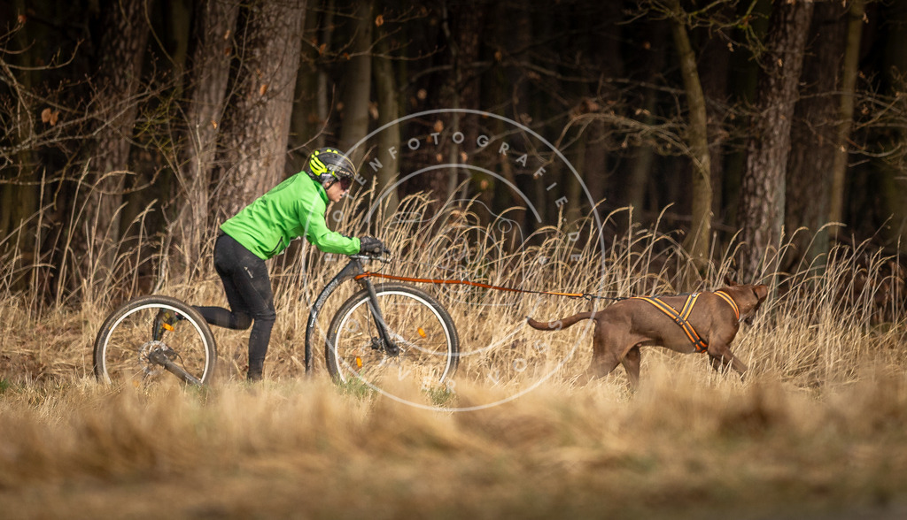 DV3A3575 | Hundefotografie, Tierfotograf, Pfotenfotografie, Fotoshooting Hund, Hunde Portrait, Hundesport, Hundeportraits, Heideshooting, Hunde, Sportfotograf, Hundefotograf, Turnierhundsport, THS,  - Realisiert mit Pictrs.com