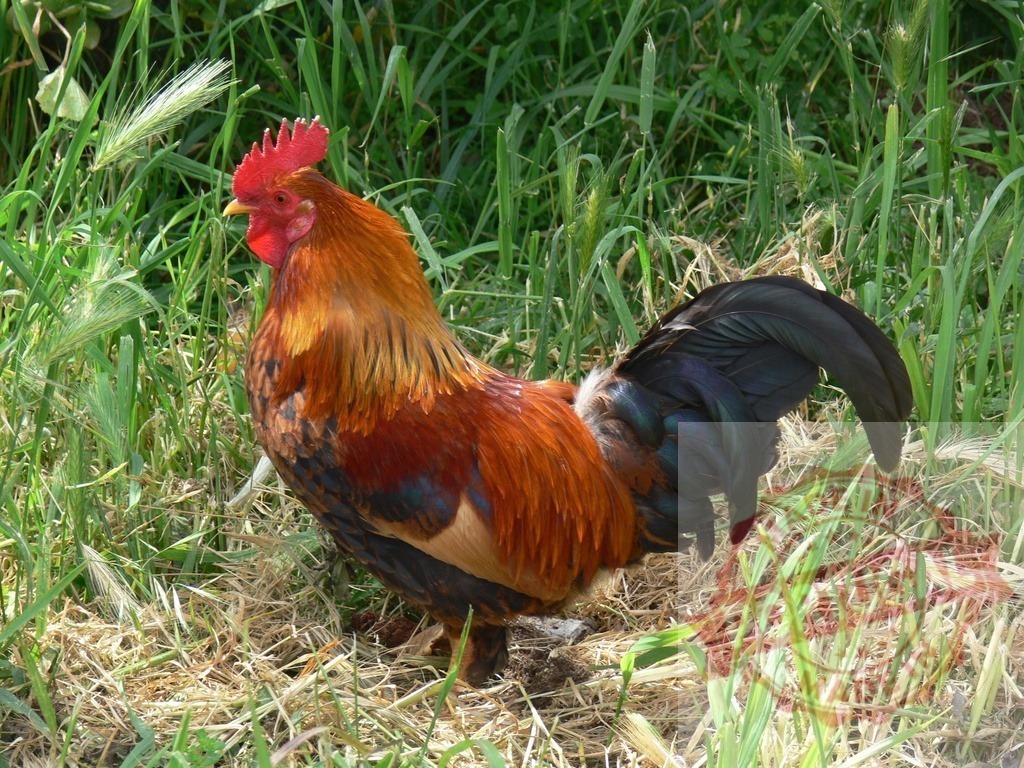 Rooster standing outdoor in green grass farmland | Rooster with vibrant plumage and red comb standing in green farm grass - Realized with Pictrs.com